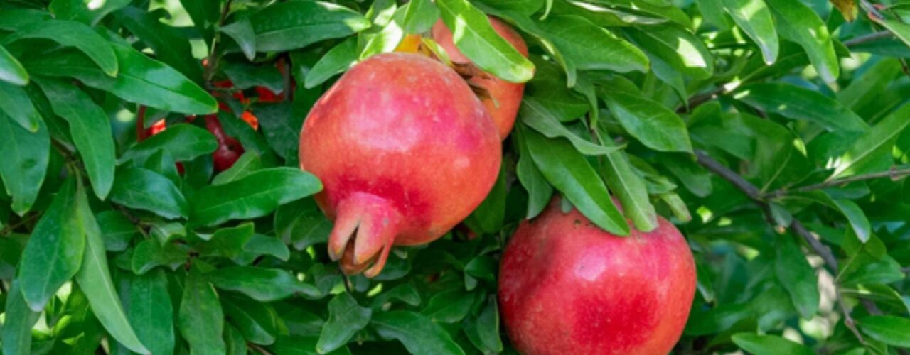 pomegranate-growing-tips-3269232-hero-f9849529ed6644168d8dc22232e857c2